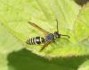 Odynerus sp.